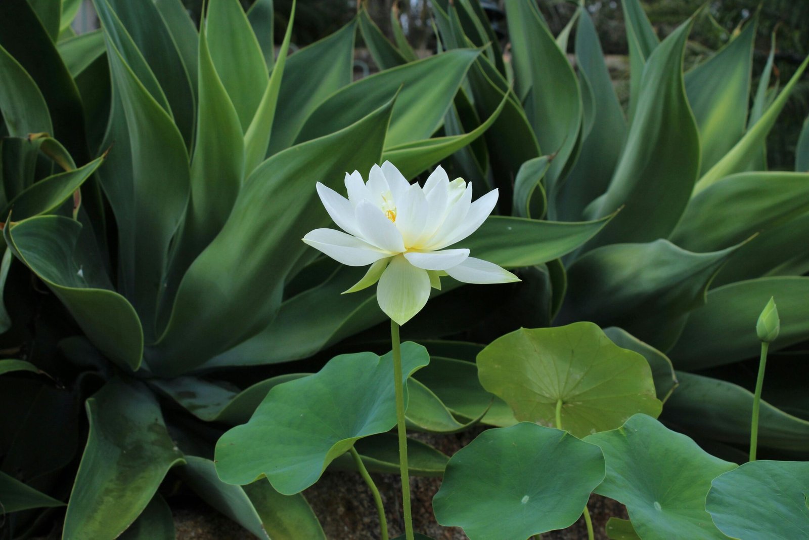 beautiful plant