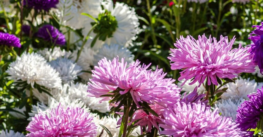Grow Aster Plants