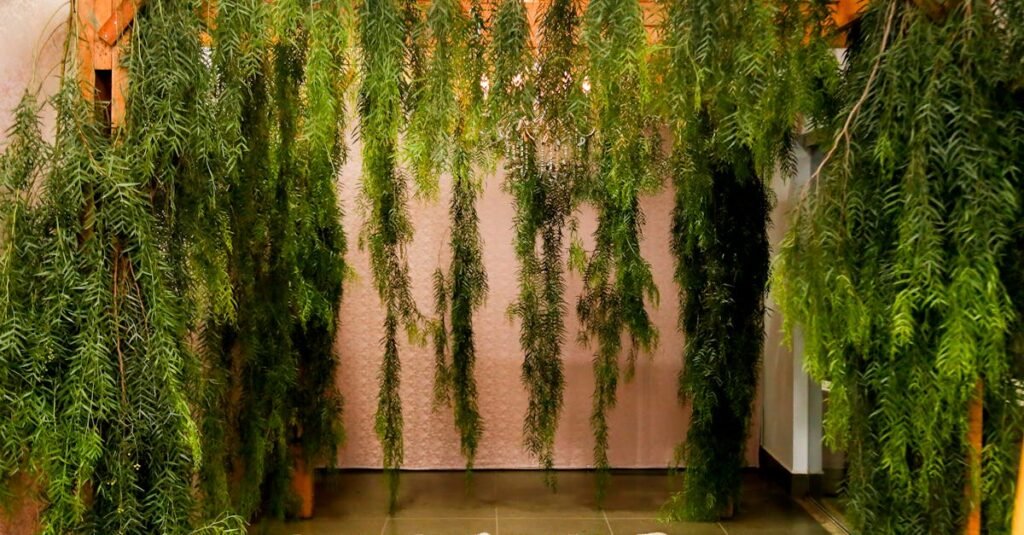 Lush indoor garden scene with hanging greenery and wooden frames, perfect for relaxation.