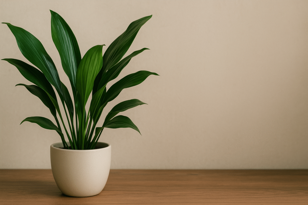 Cast Iron Plant growing in shade beside books and window.