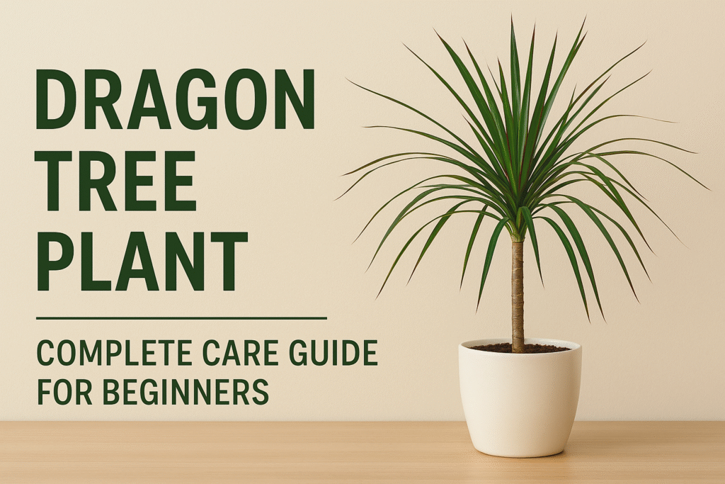 A potted Dragon Tree plant (Dracaena marginata) with slender trunk and long narrow green leaves placed on a wooden surface indoors against a neutral background.