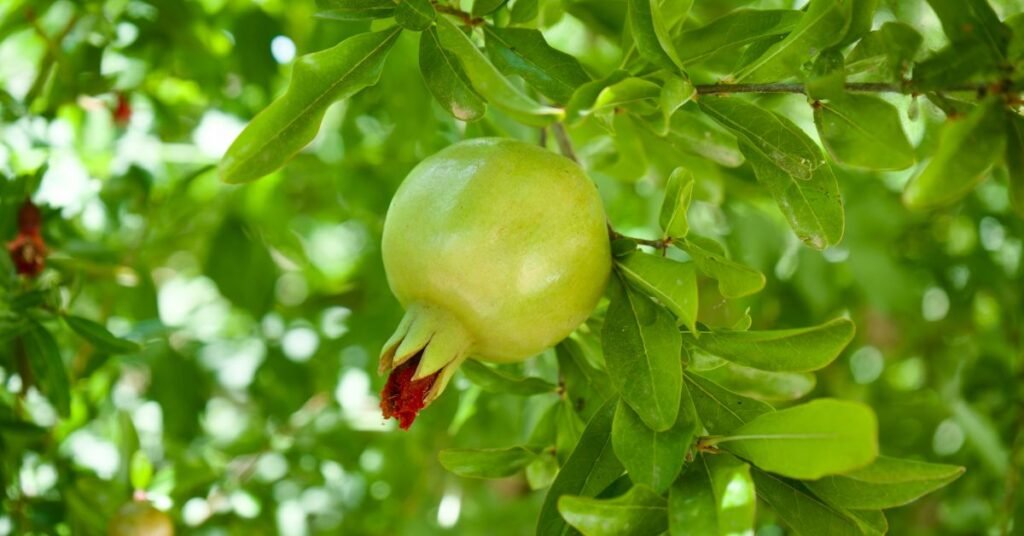 Healthy Pomegranate Plant with ripe red fruits and green leaves