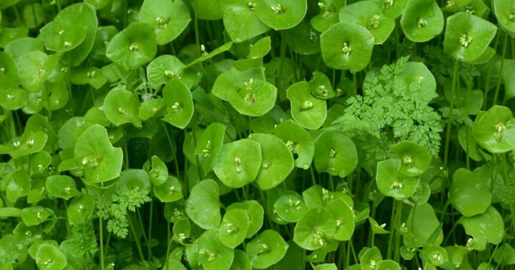 Beautiful Shamrock Plant with clover-shaped green leaves and white flowers