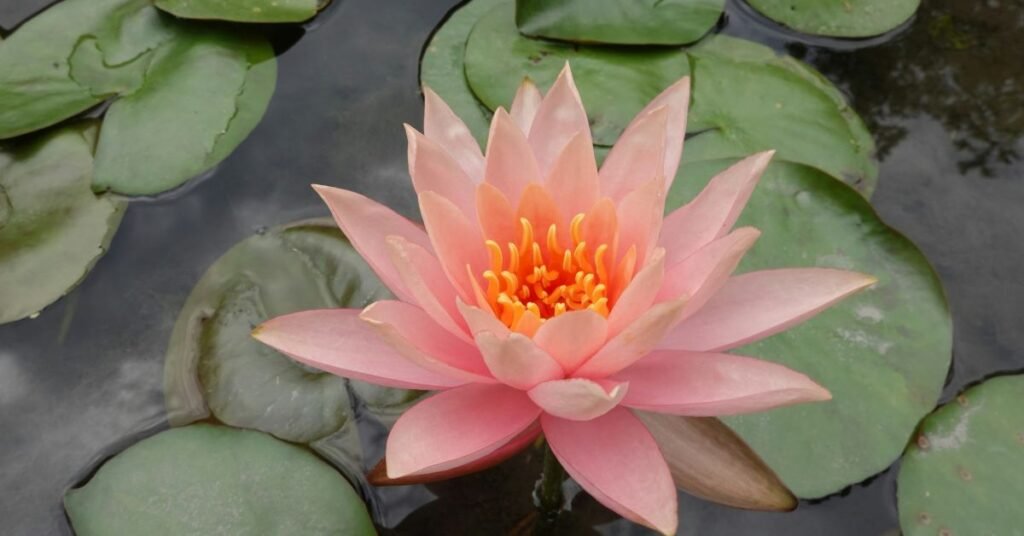 Goldfish Plant with vibrant orange flowers and glossy green leaves hanging indoors.