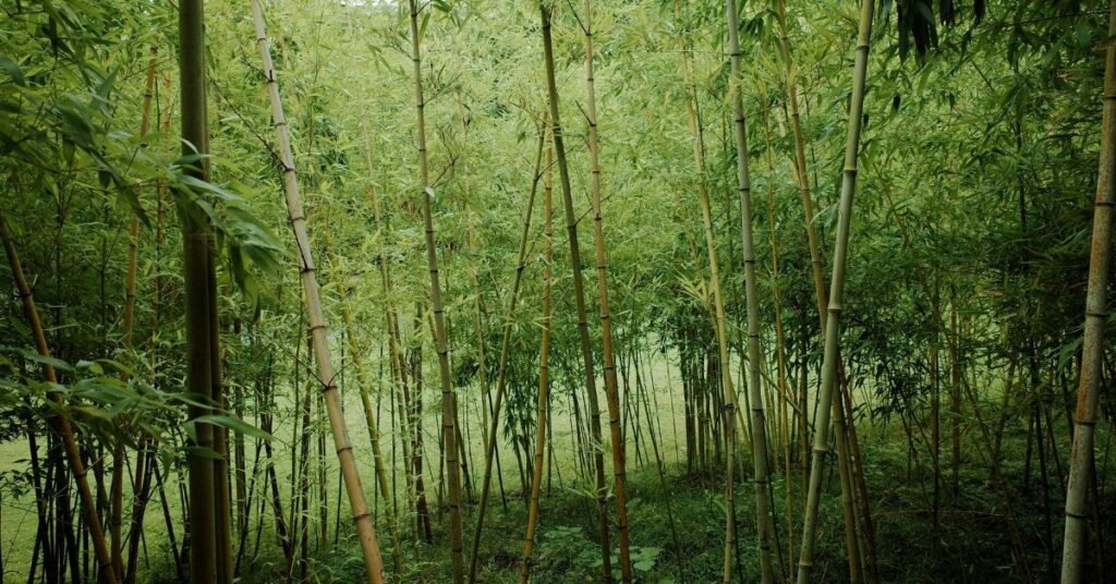 Close-up of Bonsai Bamboo Plant leaves and twisted stems