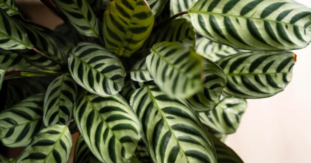 Golden Pothos Plant with vibrant yellow-green leaves in a white pot