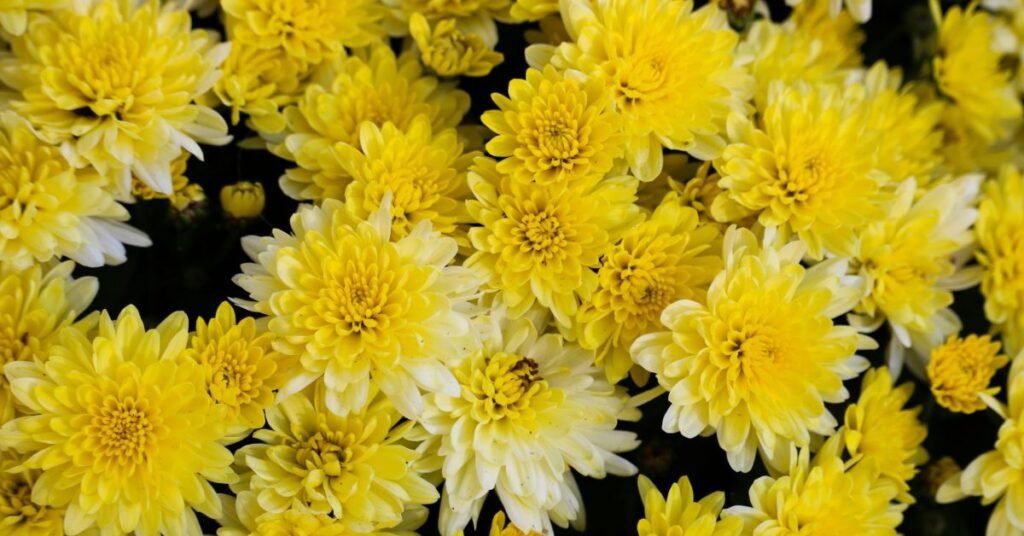 Close-up of yellow color plant leaves and flowers in full bloom