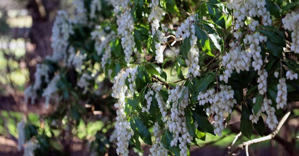 Beautiful plants with white flowers blooming in a garden under sunlight