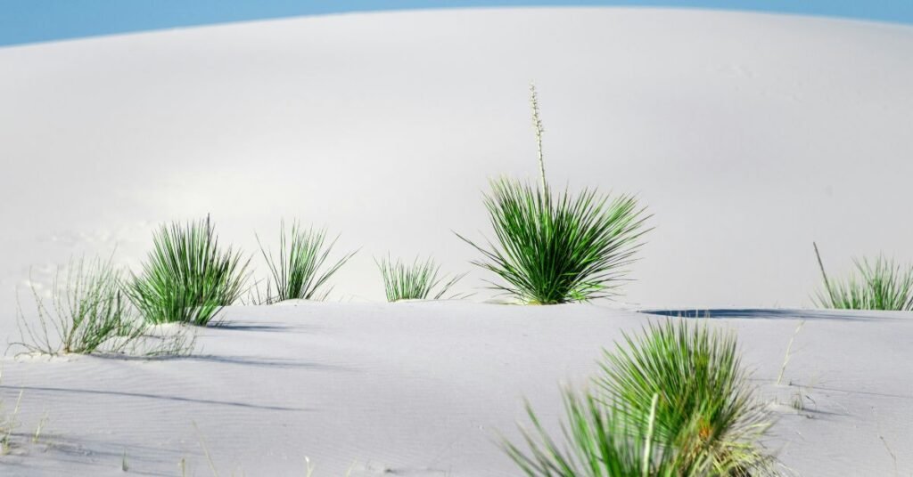 Yucca Plant with tall green leaves and white flowers in a garden