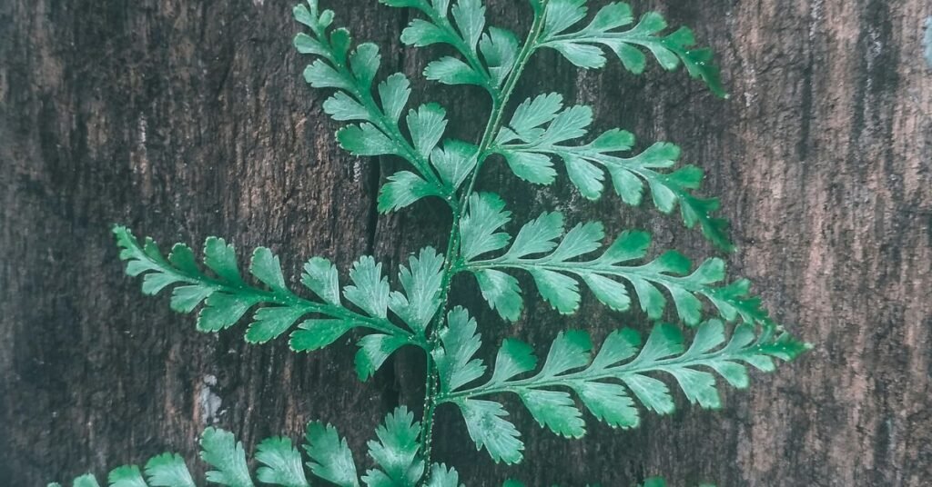 Maidenhair Fern with delicate green fronds in a decorative pot placed near a window