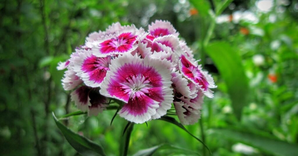 Beautiful pink Dianthus flowers blooming in a garden under sunlight