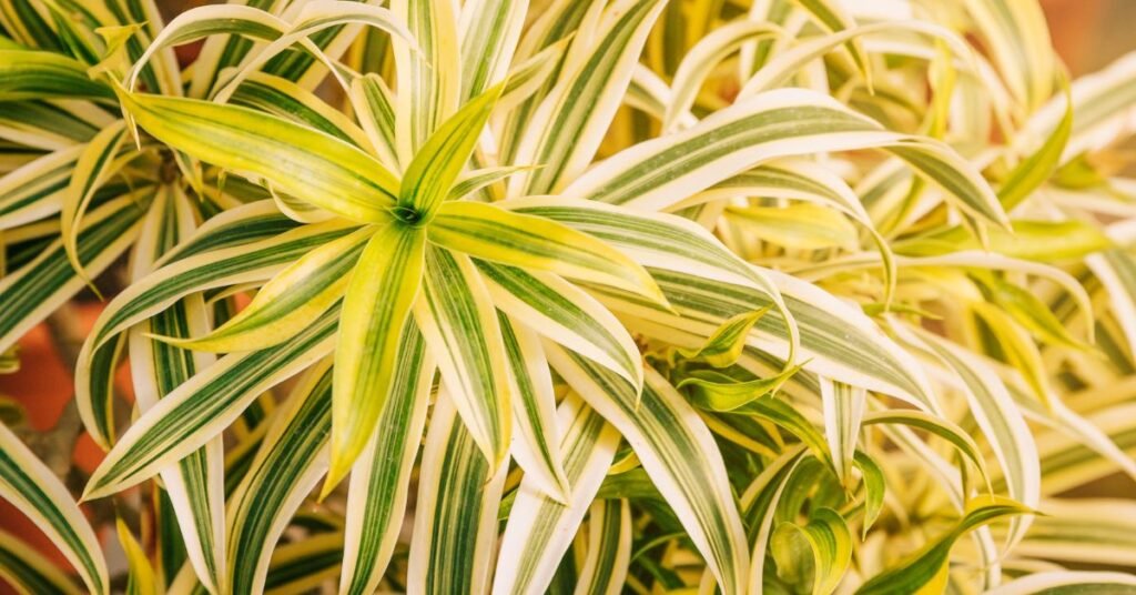 Healthy Schefflera plant with glossy green umbrella-shaped leaves in indoor sunlight.