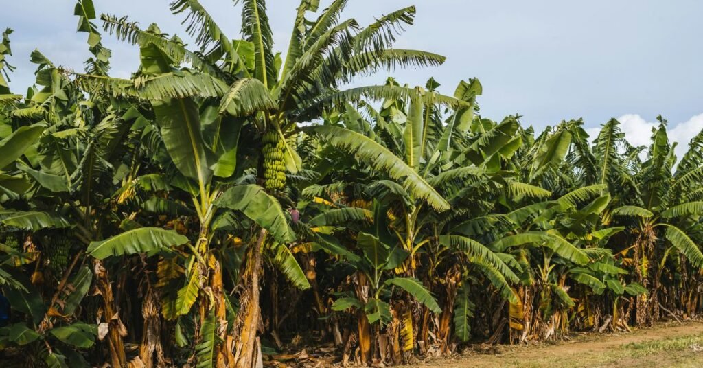 Banana plant with green leaves and ripe yellow bananas hanging on the stem.