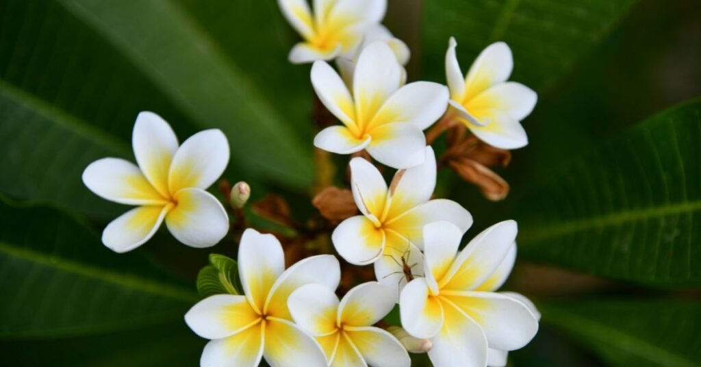 Vibrant Plumeria Plant with white and yellow fragrant flowers