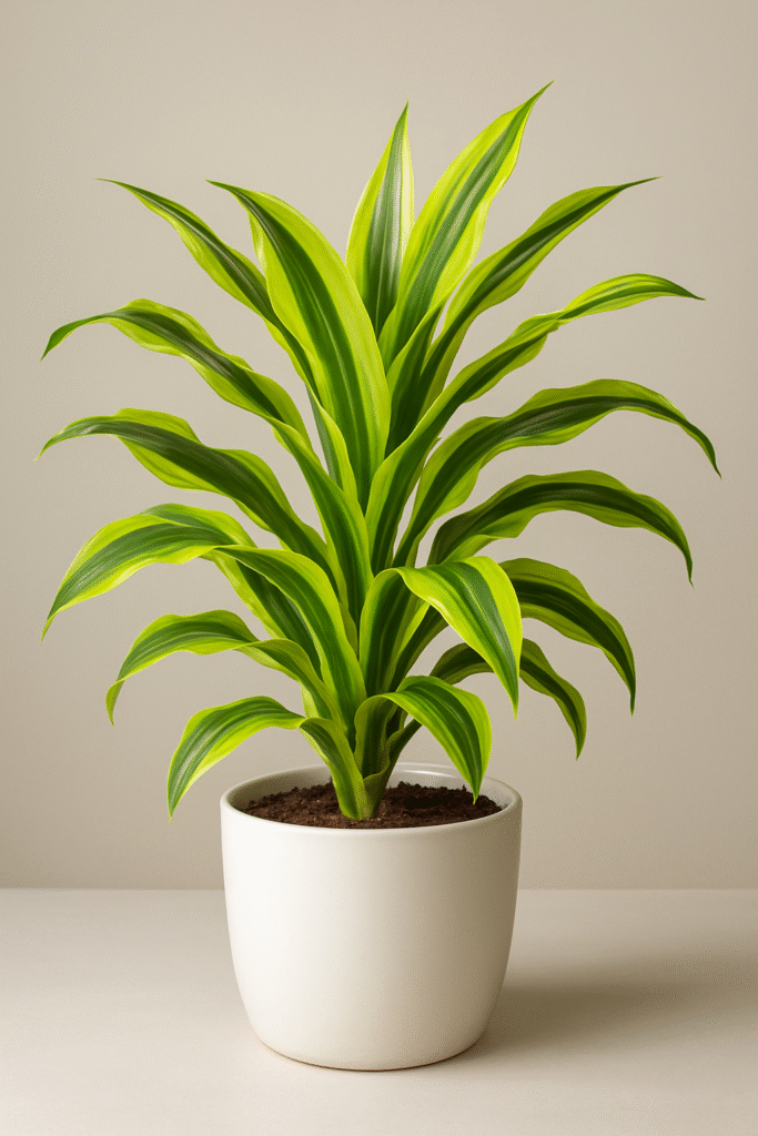 Beautiful Dracaena Lemon Lime Plant with bright green and dark green striped leaves in a white ceramic pot.