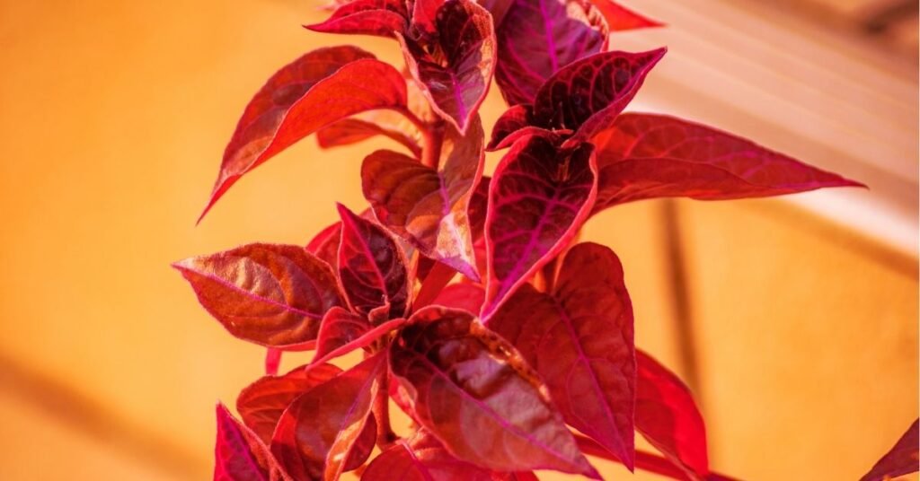 Colorful Croton plant with vibrant red, yellow, and green leaves in natural light.