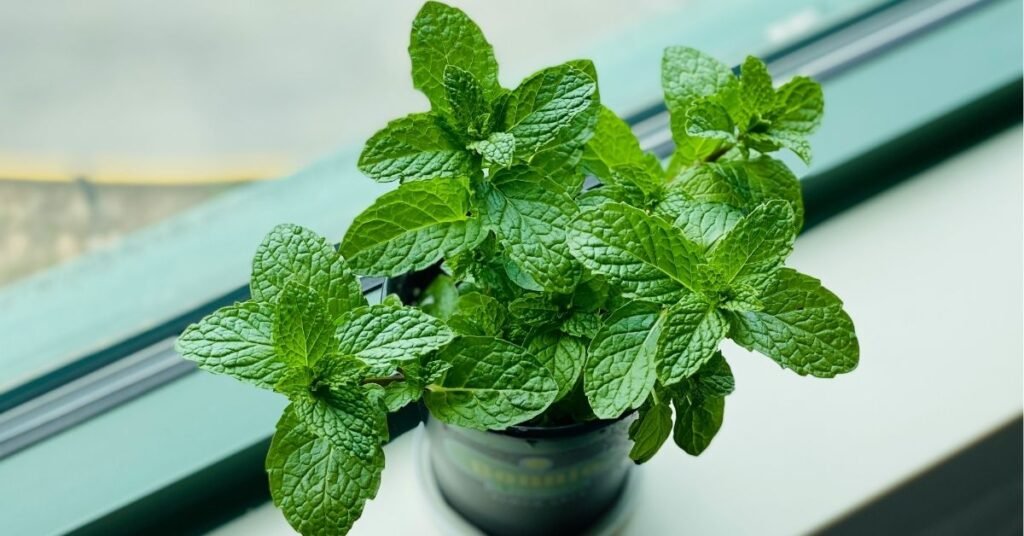 Fresh green mint plant growing in a pot with healthy leaves, kitchen herb garden concept