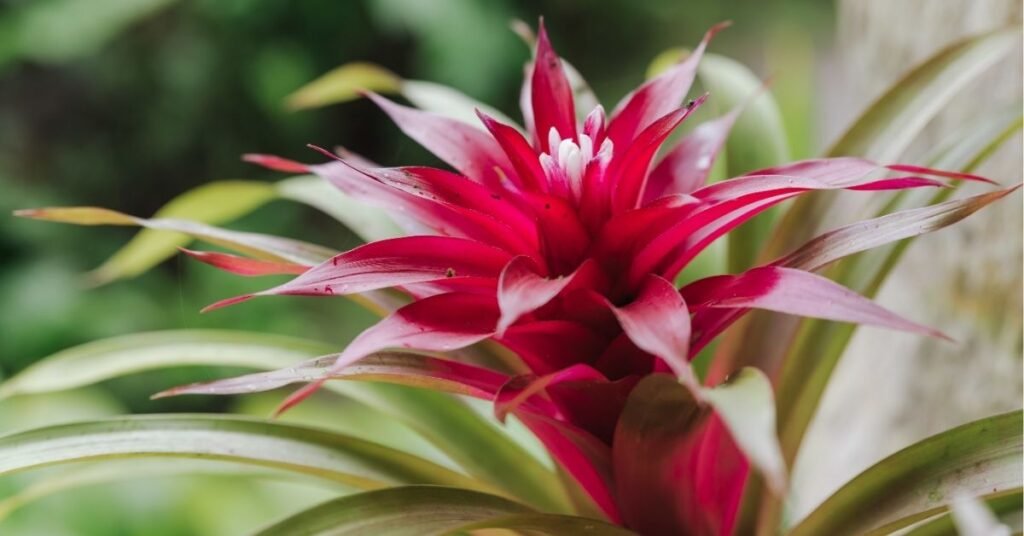 Bright and healthy bromeliad plant with colorful flower bracts and thick green leaves growing indoors in a decorative pot